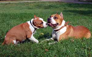 Amstaff pedigree database cheap