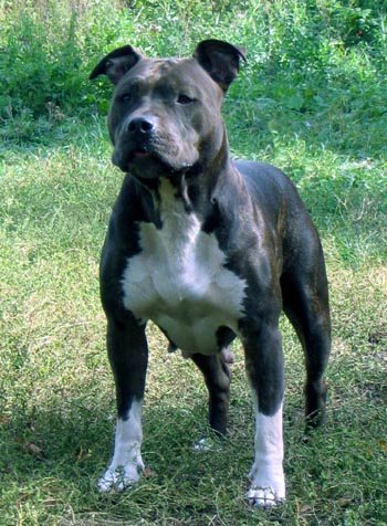 Lamasko X-Pert Kennels - American Staffordshire Terrier